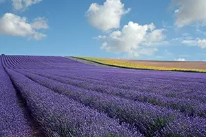 Hitchin Lavendar